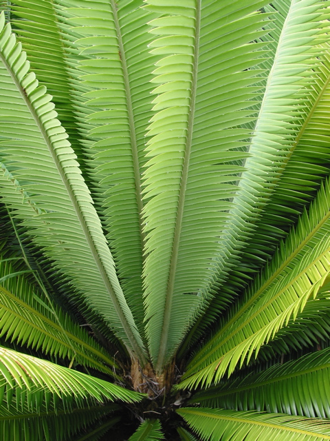 Dioon mejiea