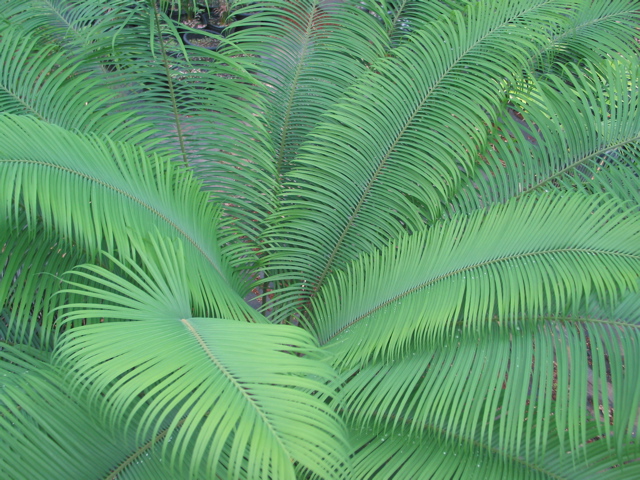 Cycas sp. china