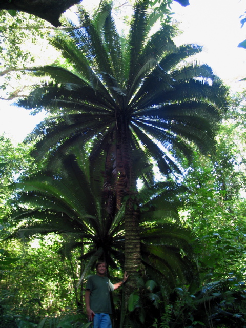 Dioon mejiea in habitat