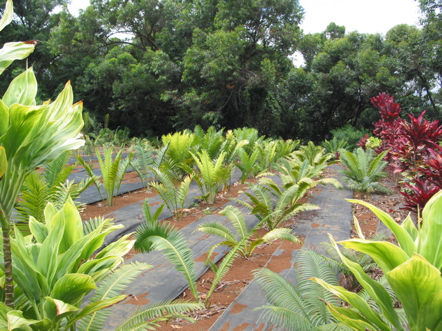 Pacific cycad nursery field