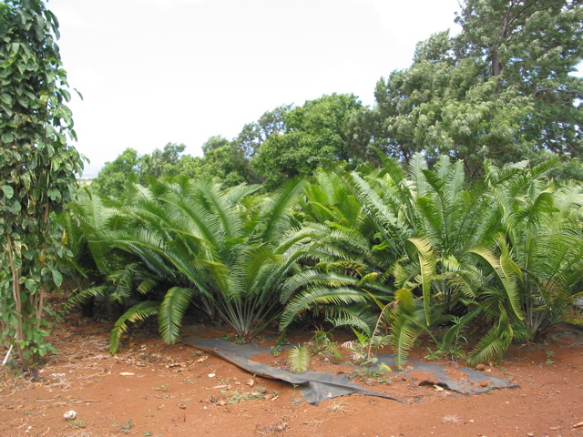 Hawaii Cycad Nursery