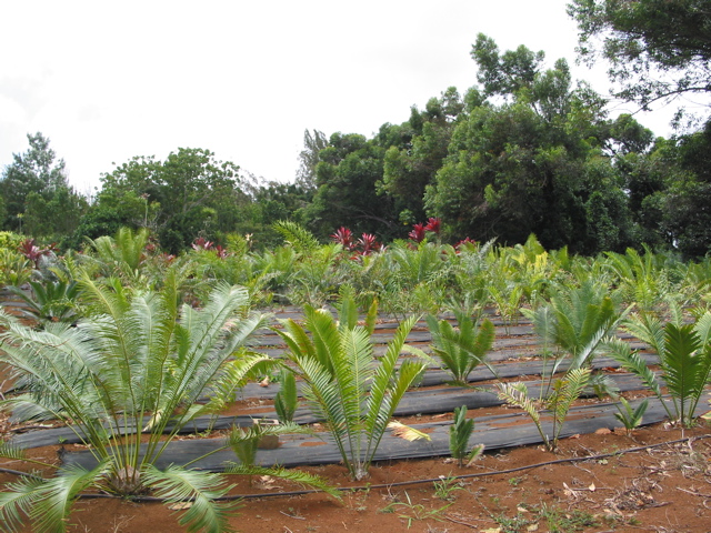 Nursery field cycads