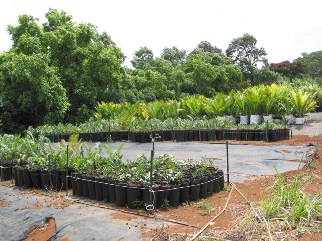 Nursery cycads ready for field planting 