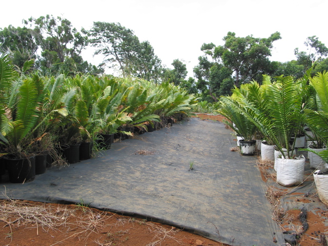 Nursery cycads ready for field planting