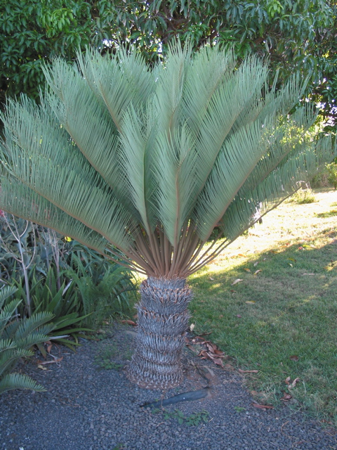 Cycas Angulata