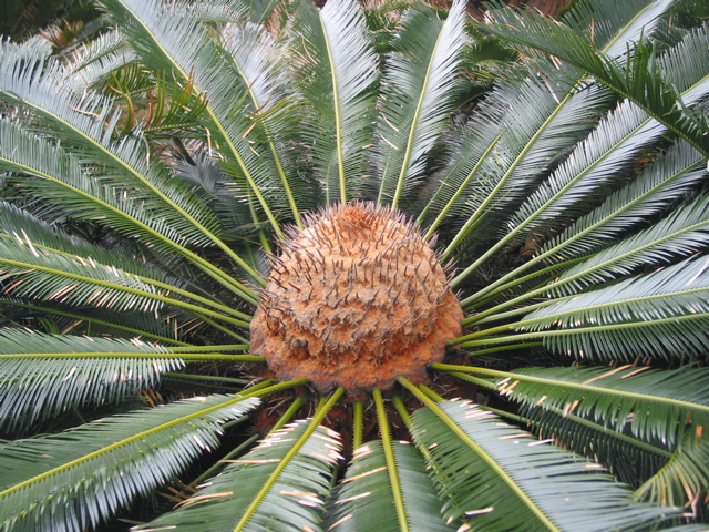 Cycas  Taitungensis