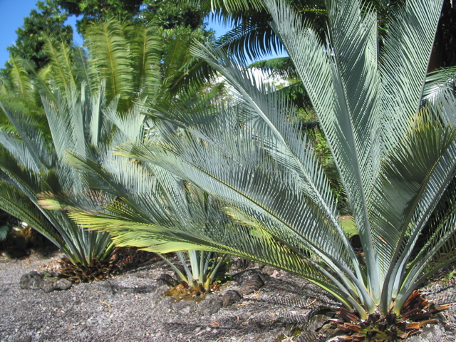 Macrozamia Macdonaldii 