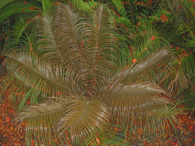 Certatozamia kuesteriana