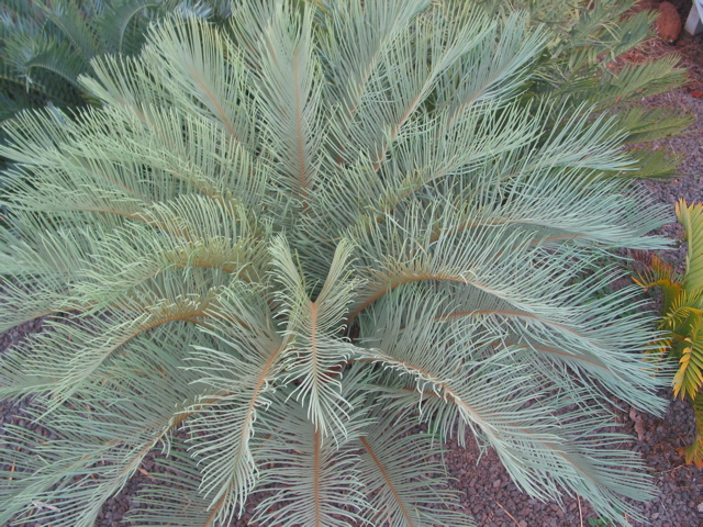 Cycas cupida